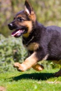 quartz tara puppies 18