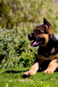 quartz tara puppies 19