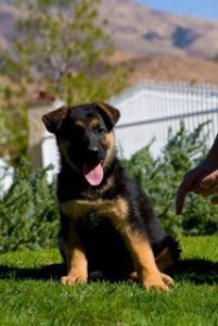 quartz tara puppies 20