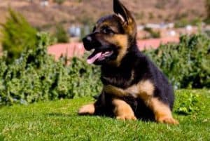 quartz tara puppies 25