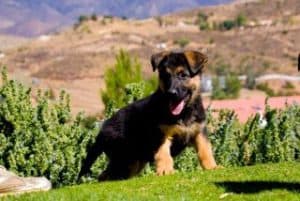 quartz tara puppies 3