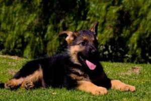 quartz tara puppies 36