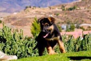 quartz tara puppies 4