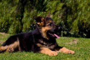 quartz tara puppies 7