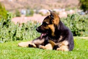 quartz tara puppies 8