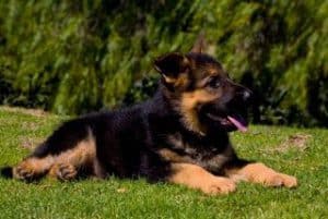 quartz tara puppies 9