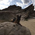 German Shepherd and rocks