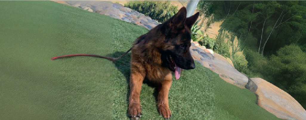 Generous Donation of a Wüstenberger-Land-Bred German Shepherd Helps One Veteran