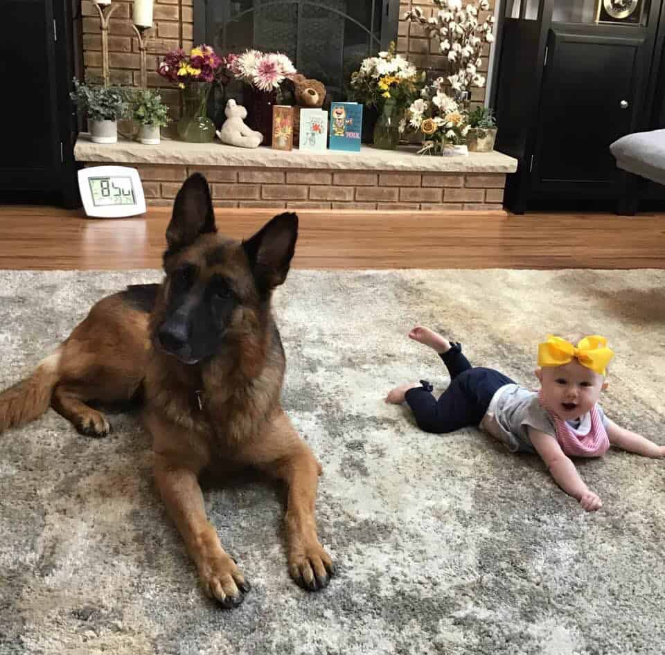 German shepherd and baby