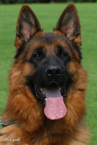 Adult German Shepherds for Sale | High-End Purebred & Imported German ...