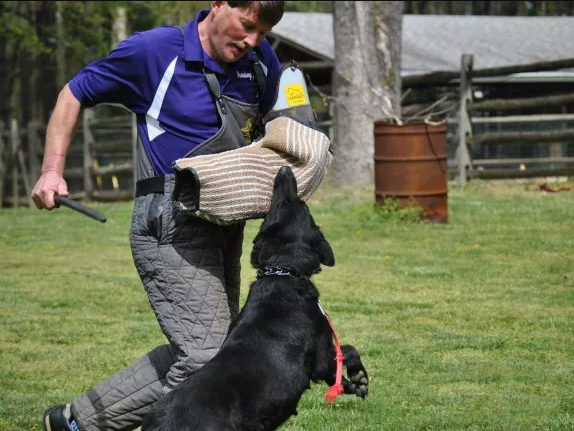 Man working with a German Shepherd protection training