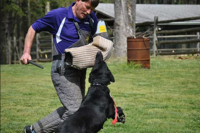 Man working with a German Shepherd protection training