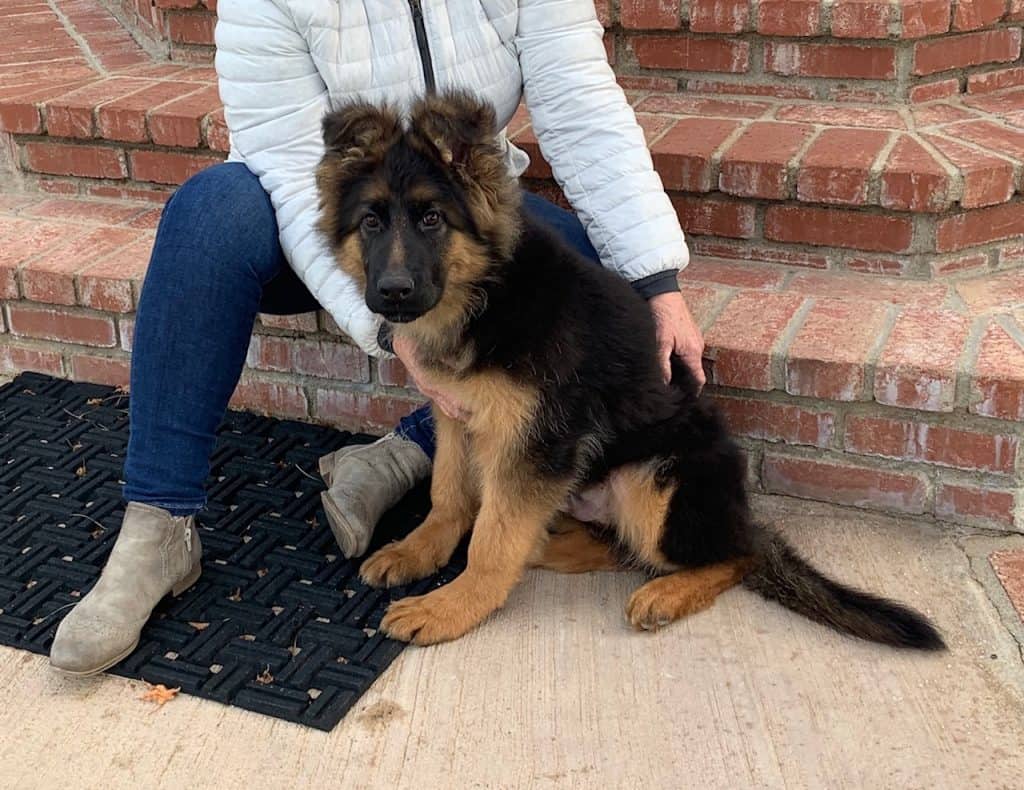 Purebred German Shepherd Puppies for Sale | German Imported Dogs