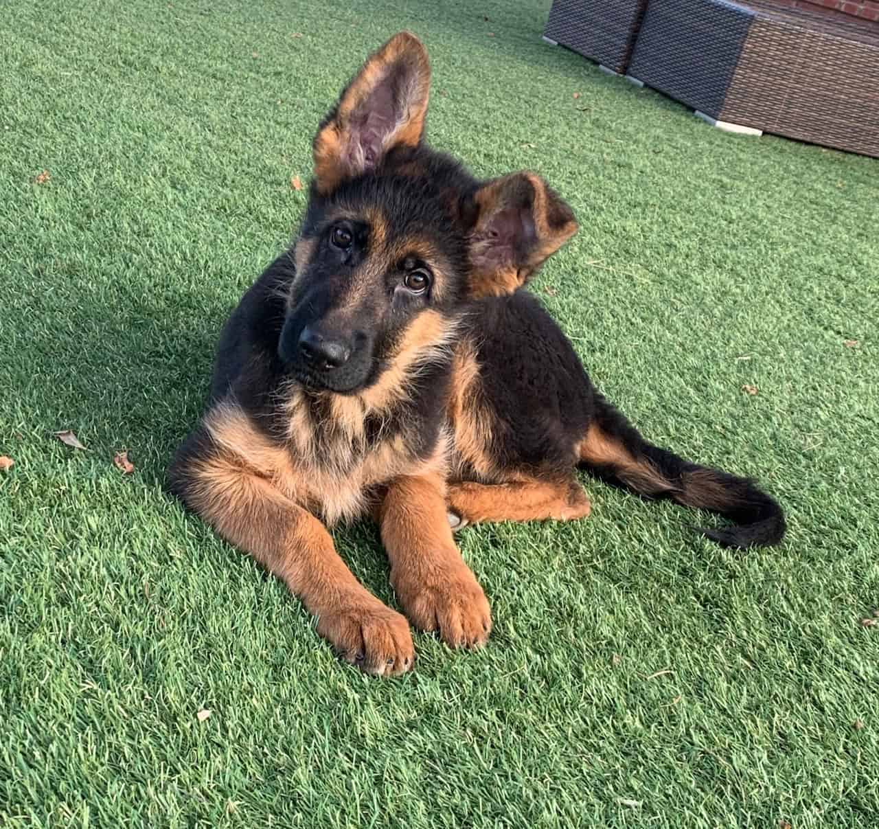 Buy German Shepherd Puppy For Sale Near Me In New South Wales Australia