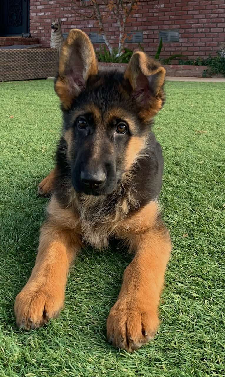 Purebred German Shepherd Puppies for Sale | German Imported Dogs