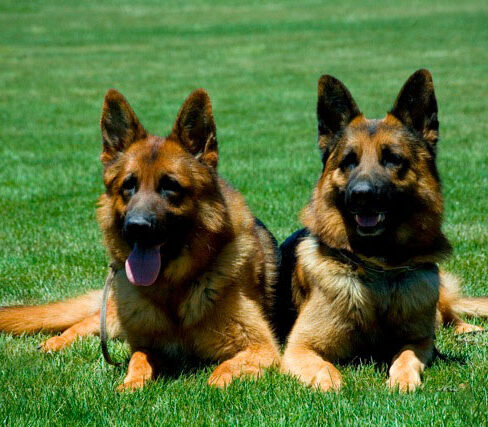 Wüstenberger-Land | elite, high end German Shepherds