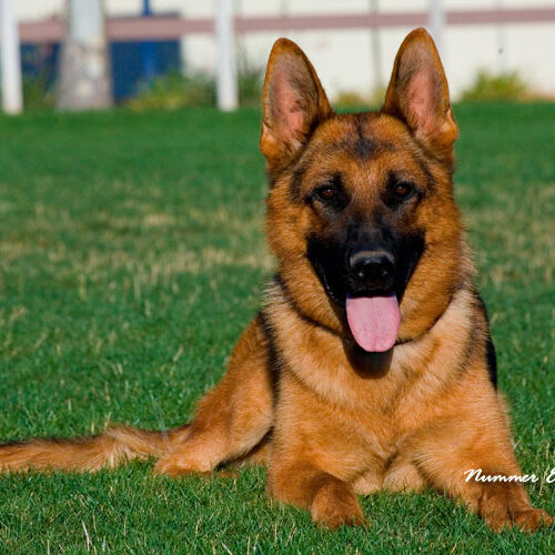 German Shepperd adult laying on the grass