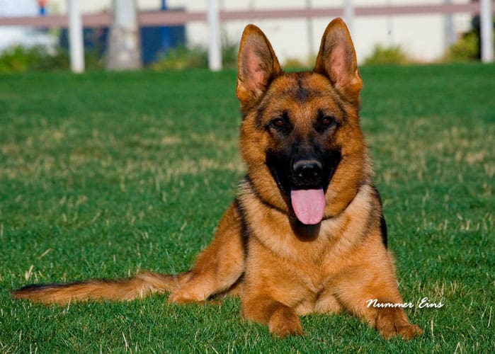 German Shepperd adult laying on the grass