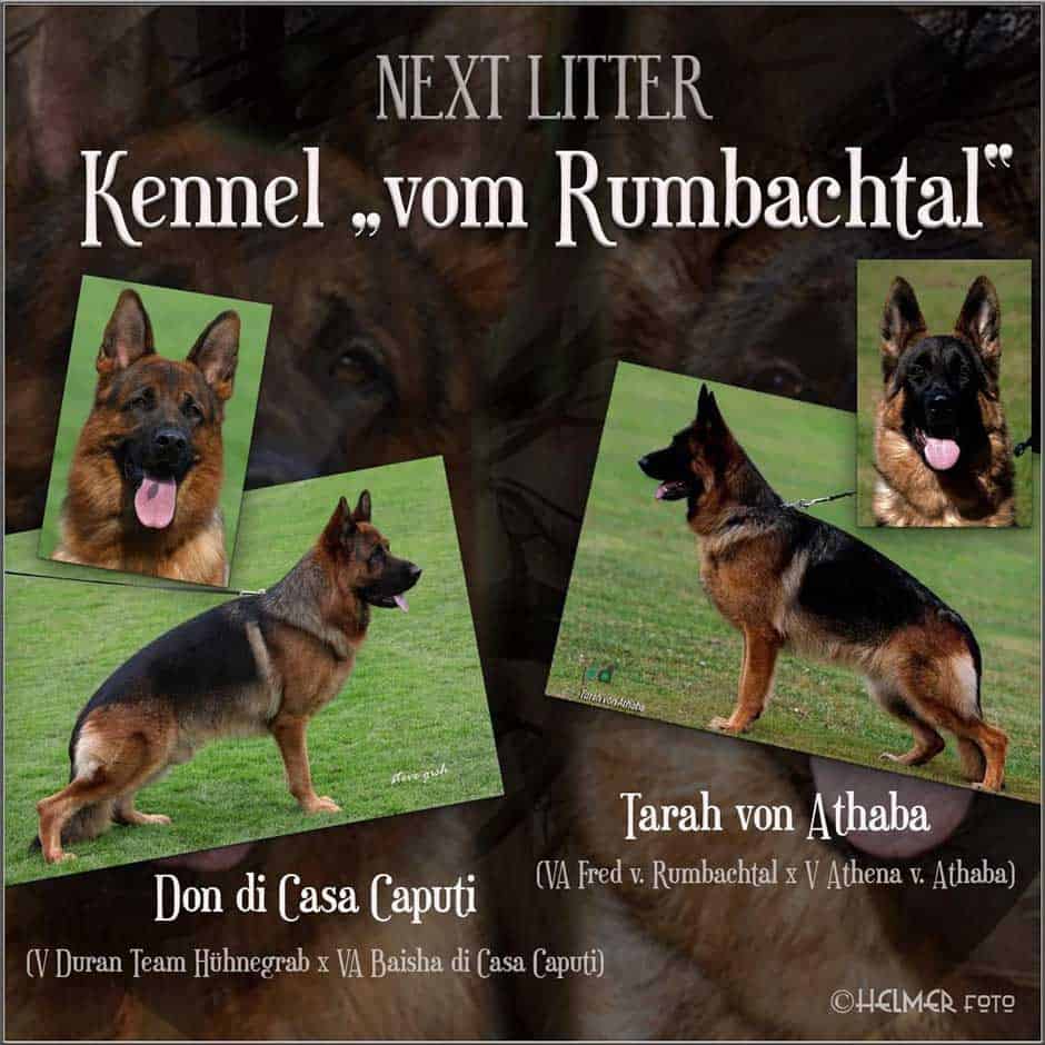Yonathan vom Rumbachtal Kennel Poster for puppies for sale