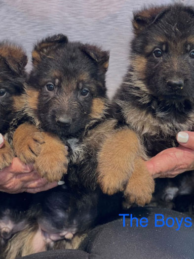 Top bloodline German shepherd puppies being held in arms