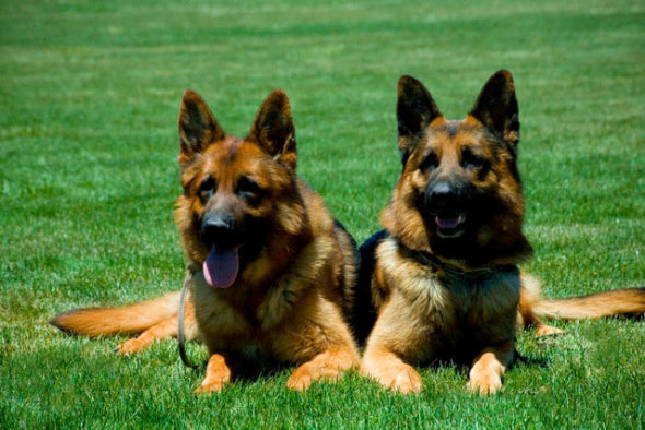 Two adult German shepherds laying on the grass together