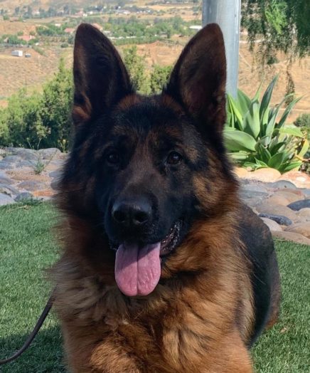 Bloodline German Shepherd, Beckham laying down looking at camera being cute