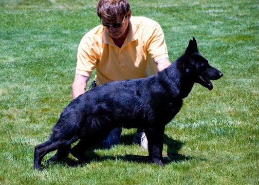Michael Kempkes working with Fasko a black German Shepherd dog