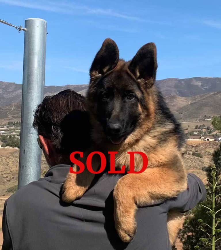 Yonathan vom Rumbachtal a German Shepherd puppy that is sold