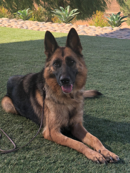 Solange, beautiful Bloodline German Shepherd laying down on the grass looking towards camera