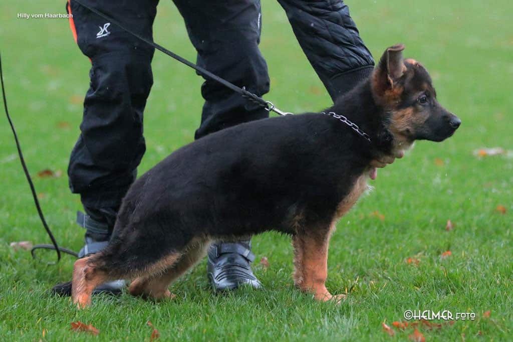 are police dogs trained in german
