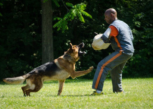 Vince, personal protection dogs trainer working with a German Shepherd in protection training