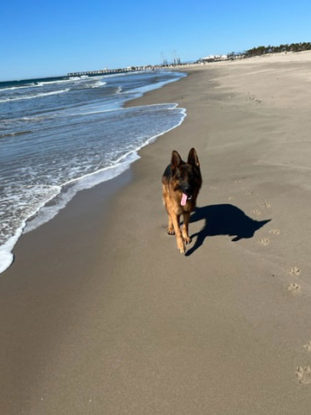 Yankee the German Shepherd walking on the beach