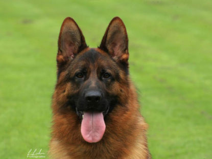 Yankee the German Shepherd picture of his face