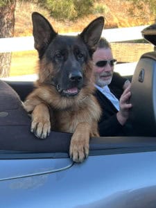 Yankee the German Shepherd sitting the back of an open convertible car