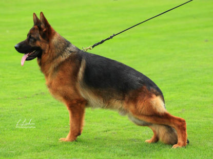 Yankee the German Shepherd standing from the side