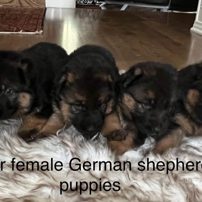 4 German Shepherd puppies on a white shag carpet from Wüstenberger-Land