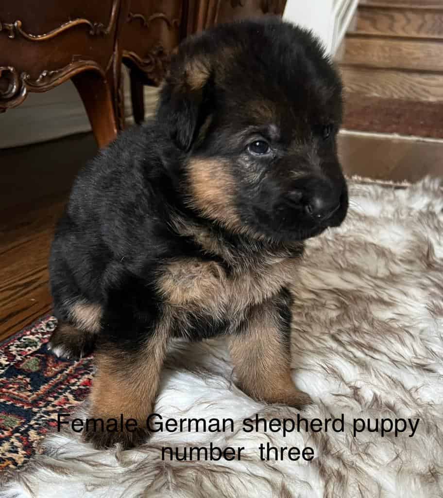 Little female German Shepherd puppy