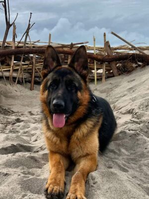 Marcos vom Wuestenberger-Land laying in the sand at the beach.