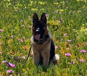 Marcos vom Wuestenberger-Land sitting in flowers