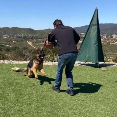 Marcos, among the elite canines German Shepherd jumping toward a professional trainer to bite his arm, that is padded.