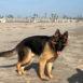 Marcos, German Shepherd, at the beach standing in the sand