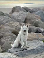 White German Shepherd, Jagger, sitting on rocks at the beach.