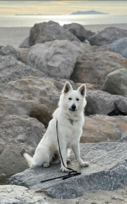 White German Shepherd, Jagger, sitting on rocks at the beach.