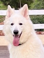 White German Shepherd, Magic, sitting and smiling into the camera.