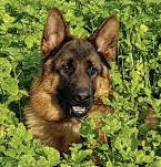 German shepherd in bushes with her sticking out.