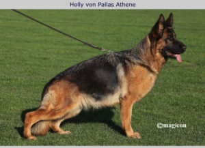 Holly von Pallas Athene, female German Shepherd on lease standing on the grass.,