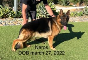 Neros, a German Shepherd dog standing for picture.