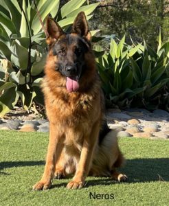 Neros, a German Shepherd dog sitting on grass.