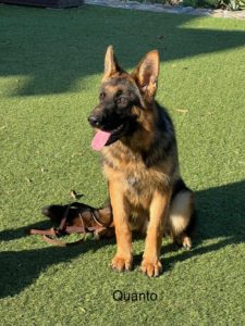 Quanto the German Shepherd sitting on the grass.