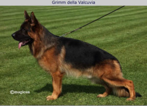 Grimm della Valcuvia, male German Shepherd on lease standing on the grass.